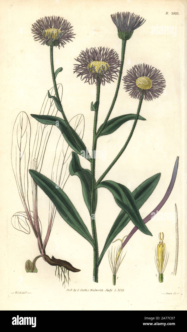 Streamside fleabane, Erigeron glabellus (Smoothish-leaved erigeron, Erigeron glabellum). Handcoloured copperplate engraving by Swan after an illustration by William Jackson Hooker from Samuel Curtis's 'Botanical Magazine,' London, 1829. Stock Photo
