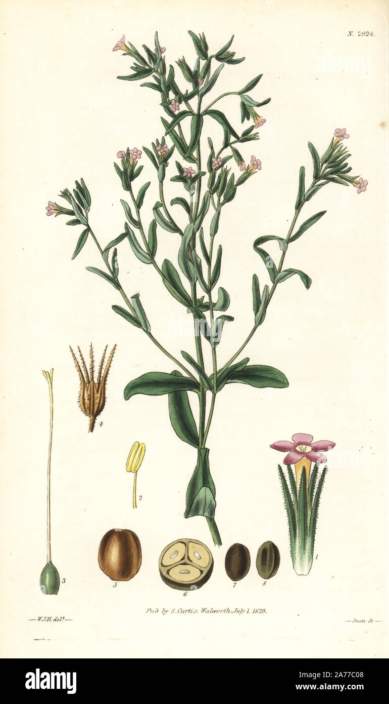 Slender phlox, Microsteris gracilis (Slender gillia, Gillia gracilis). Handcoloured copperplate engraving by Swan after an illustration by William Jackson Hooker from Samuel Curtis's 'Botanical Magazine,' London, 1829. Stock Photo