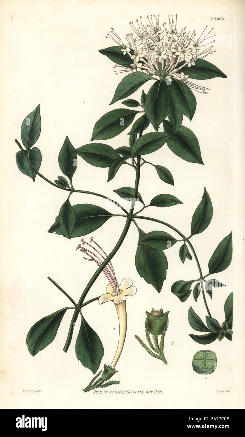 Small-flowered Madagascar clerodendron, Clerodendrum emirnense (Clerodendron emirnense). Handcoloured copperplate engraving by Swan after an illustration by William Jackson Hooker from Samuel Curtis's 'Botanical Magazine,' London, 1829. Stock Photo