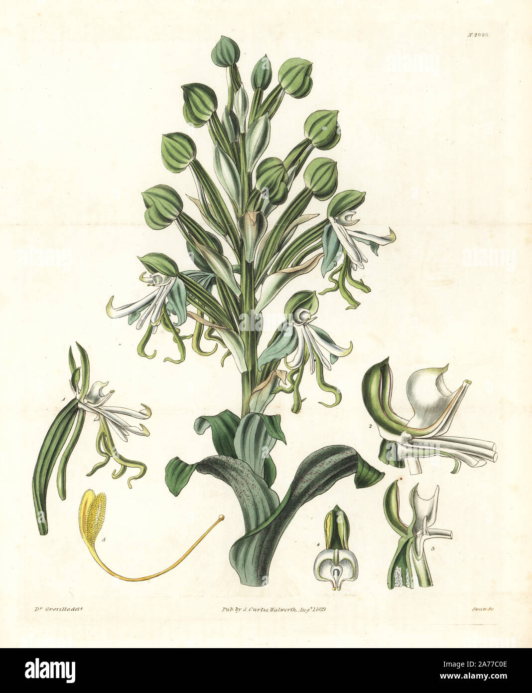 Beautiful or showy bonatea orchid, Bonatea speciosa. Handcoloured copperplate engraving by Swan after an illustration by Dr. Greville from Samuel Curtis's 'Botanical Magazine,' London, 1829. Stock Photo