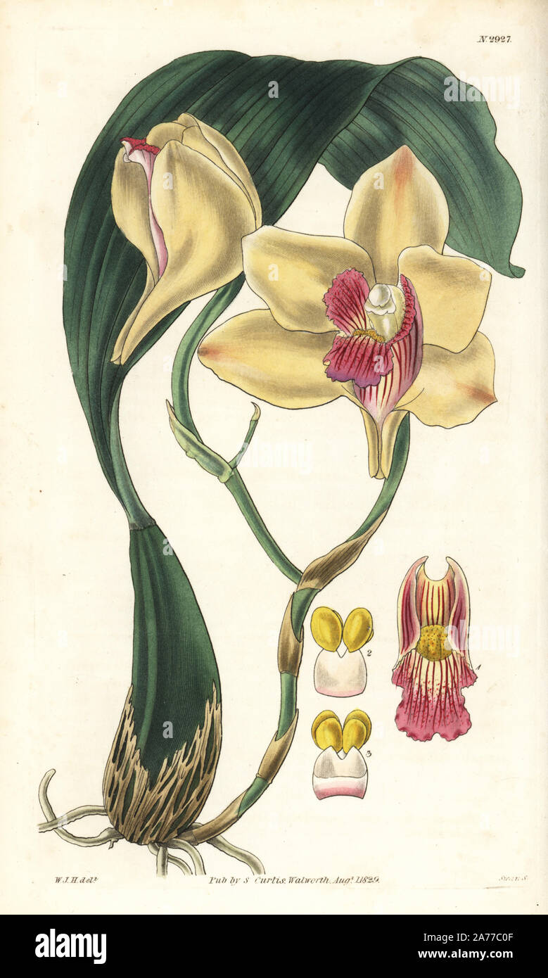 Bifrenaria harrisoniae orchid (Mrs. Harrison's maxillaria, Maxillaria harrisoniae), native to South America. Handcoloured copperplate engraving by Swan after an illustration by William Jackson Hooker from Samuel Curtis's 'Botanical Magazine,' London, 1829. Stock Photo