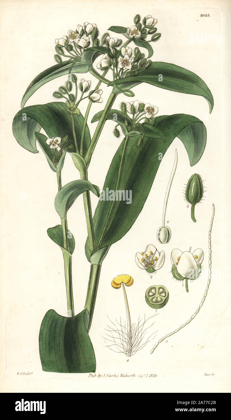 White-flowered tradescantia, Tradescantia crassula. Handcoloured copperplate engraving by Swan after an illustration by William Jackson Hooker from Samuel Curtis's 'Botanical Magazine,' London, 1829. Stock Photo