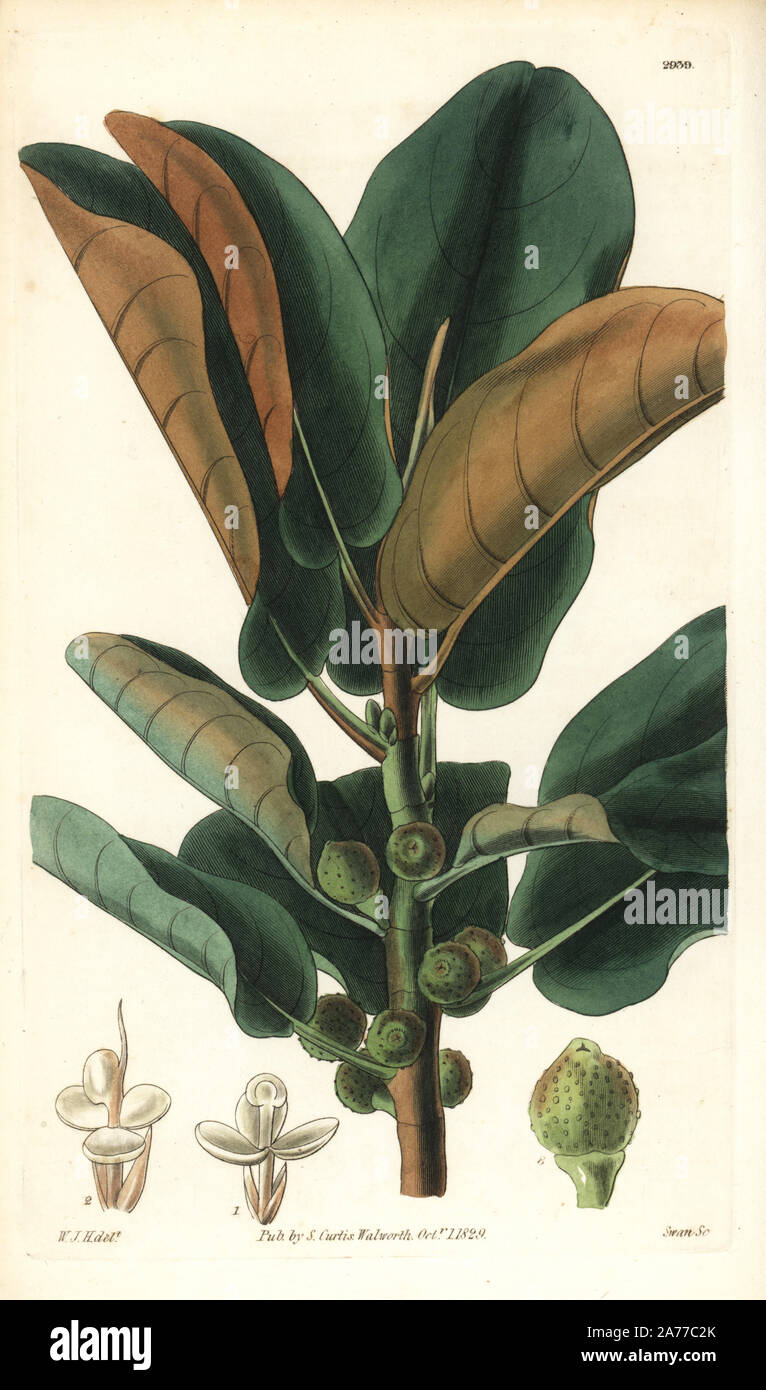 Rusty-leaved Botany Bay fig, Ficus rubiginosa. Handcoloured copperplate engraving by Swan after an illustration by William Jackson Hooker from Samuel Curtis's 'Botanical Magazine,' London, 1829. Stock Photo