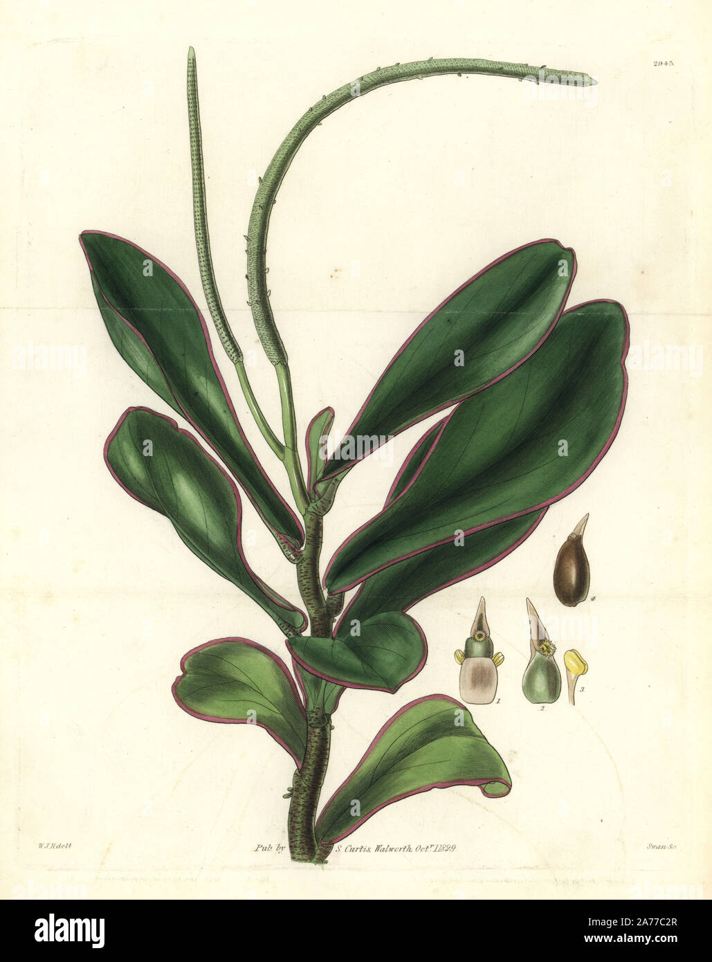 Red-edge peperomia, Peperomia clusiifolia (Clusia-leaved peperomia, Peperomia clusiaefolia). Handcoloured copperplate engraving by Swan after an illustration by William Jackson Hooker from Samuel Curtis's 'Botanical Magazine,' London, 1829. Stock Photo