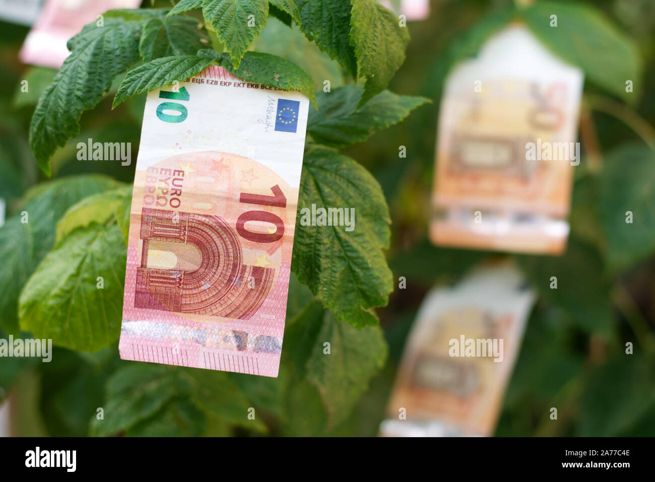 How Money Grows Simpel Plant A Money Tree In Your Garden Ok