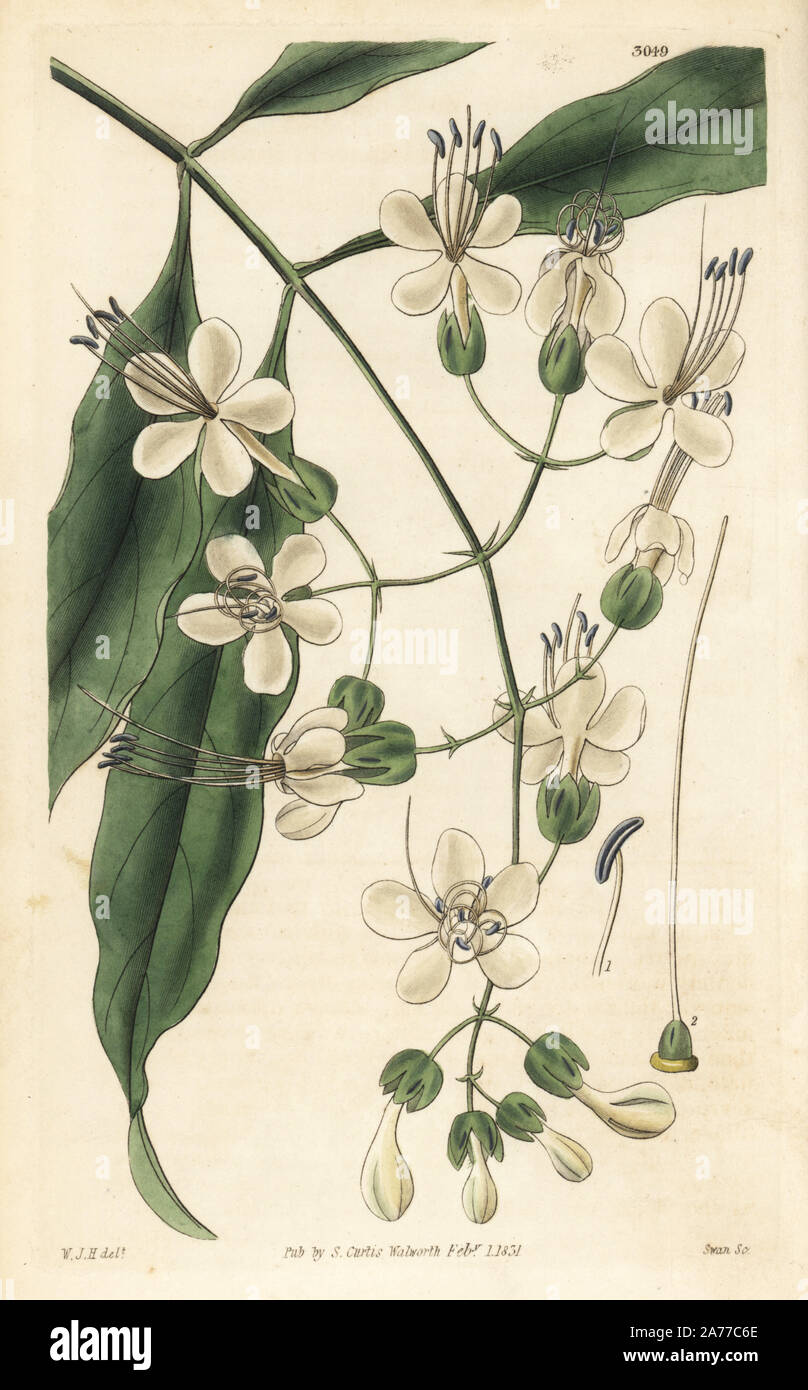 Nodding clerodendrum, Clerodendrum nutans (Drooping flowered clerodendron, Clerodendron nutans). Handcoloured copperplate engraving by Swan after an illustration by William Jackson Hooker from Samuel Curtis's 'Botanical Magazine,' London, 1831. Stock Photo