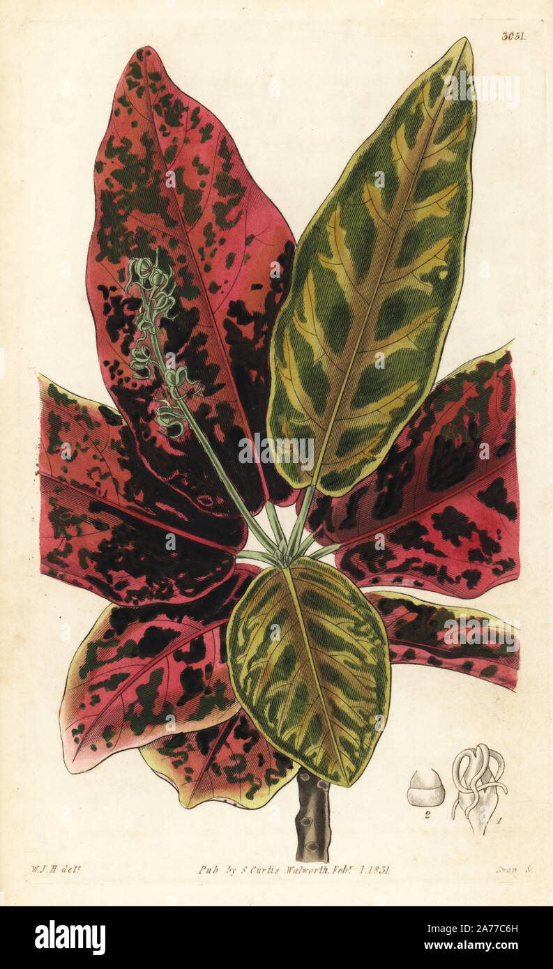 Garden croton, Codiaeum variegatum (Painted-leaved codiaeum, Codiaeum pictum). Handcoloured copperplate engraving by Swan after an illustration by William Jackson Hooker from Samuel Curtis's 'Botanical Magazine,' London, 1831. Stock Photo