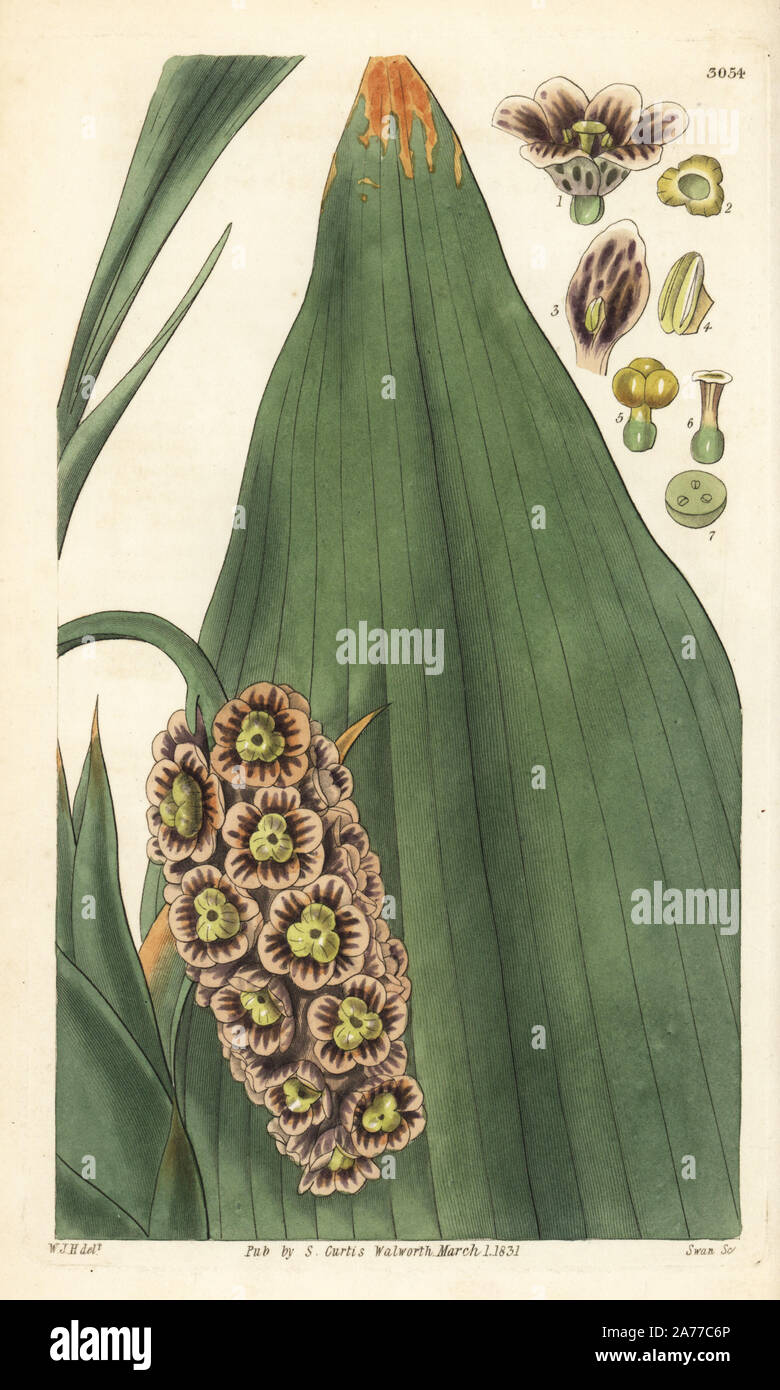 Drooping tupistra, Tupistra nutans. Handcoloured copperplate engraving by Swan after an illustration by William Jackson Hooker from Samuel Curtis's 'Botanical Magazine,' London, 1831. Stock Photo