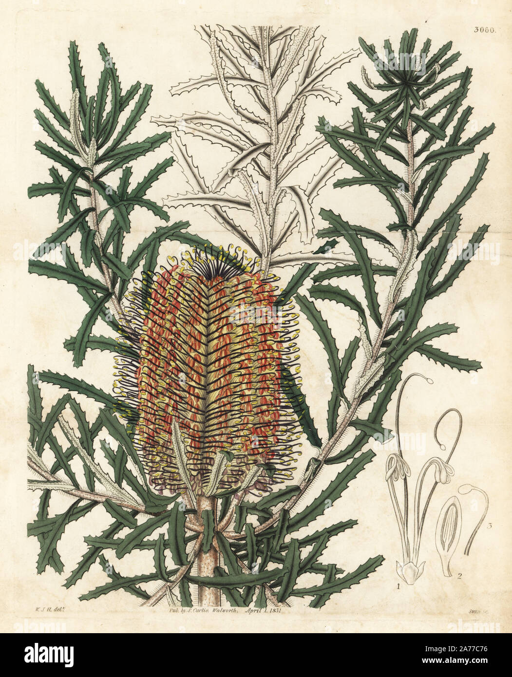 Banksia spinulosa var. cunninghamii (Shore banksia, Banksia littoralis). Handcoloured copperplate engraving by Swan after an illustration by William Jackson Hooker from Samuel Curtis's 'Botanical Magazine,' London, 1831. Stock Photo