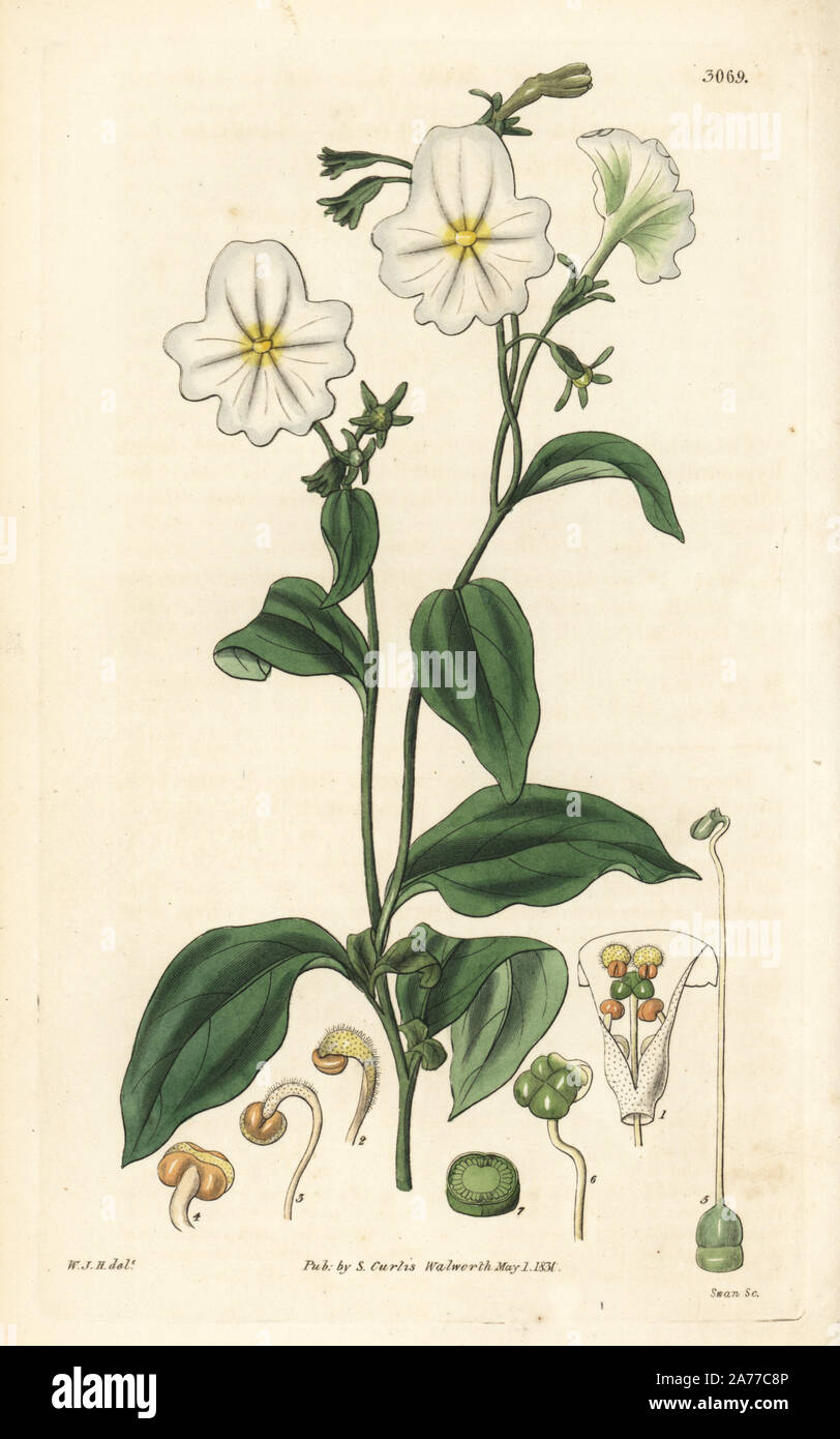 Jamaican forget-me-not, Browallia americana (Large-flowered browallia, Browallia grandiflora). Handcoloured copperplate engraving by Swan after an illustration by William Jackson Hooker from Samuel Curtis's 'Botanical Magazine,' London, 1831. Stock Photo