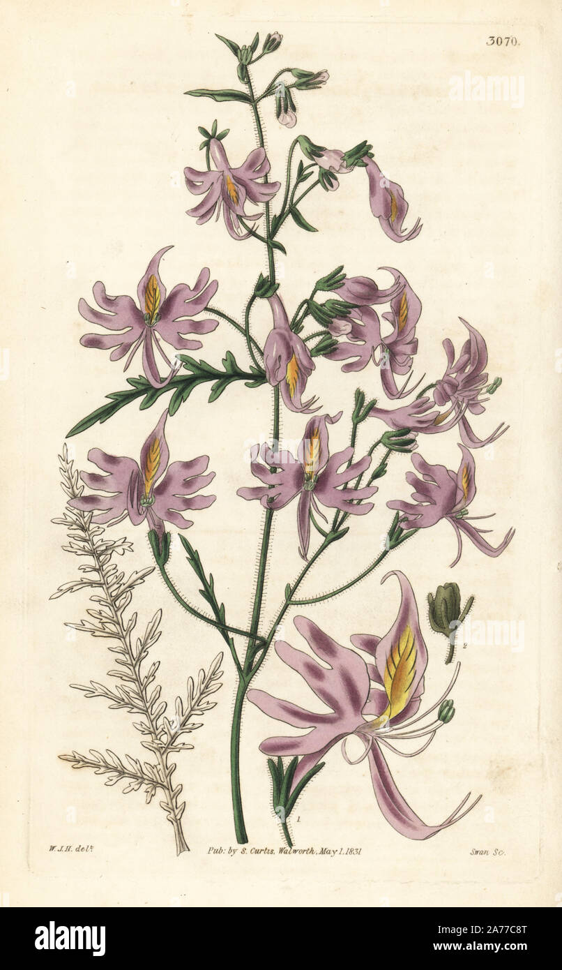 Poor-man's-orchid or acute petaled schizanthus, Schizanthus hookeri. Handcoloured copperplate engraving by Swan after an illustration by William Jackson Hooker from Samuel Curtis's 'Botanical Magazine,' London, 1831. Stock Photo