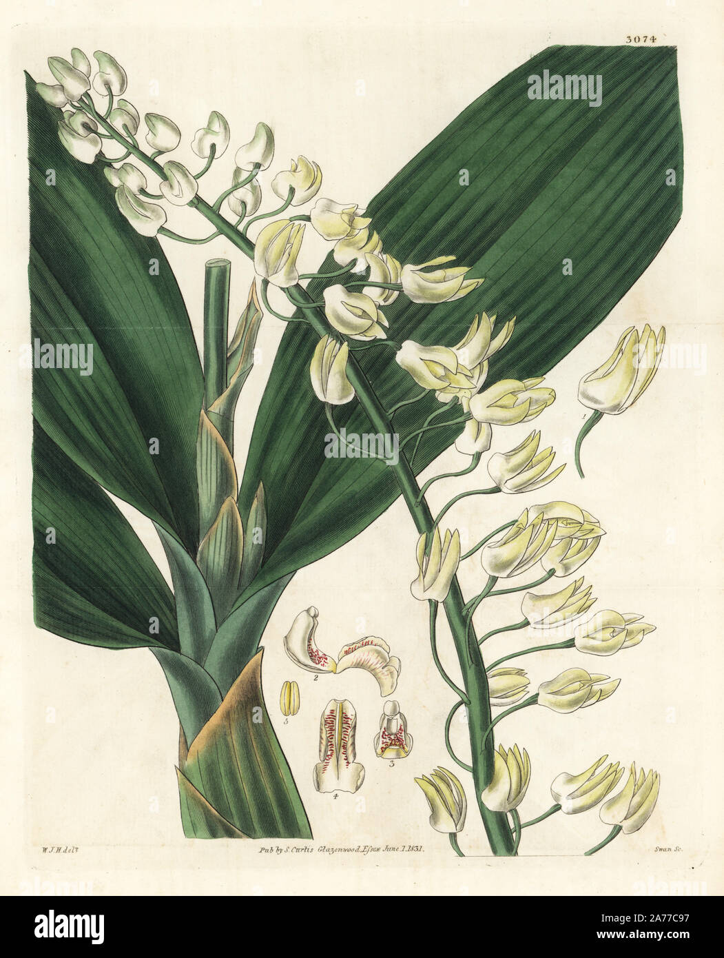 Great dendrobium orchid, Dendrobium speciosum. Handcoloured copperplate engraving by Swan after an illustration by William Jackson Hooker from Samuel Curtis's 'Botanical Magazine,' London, 1831. Stock Photo