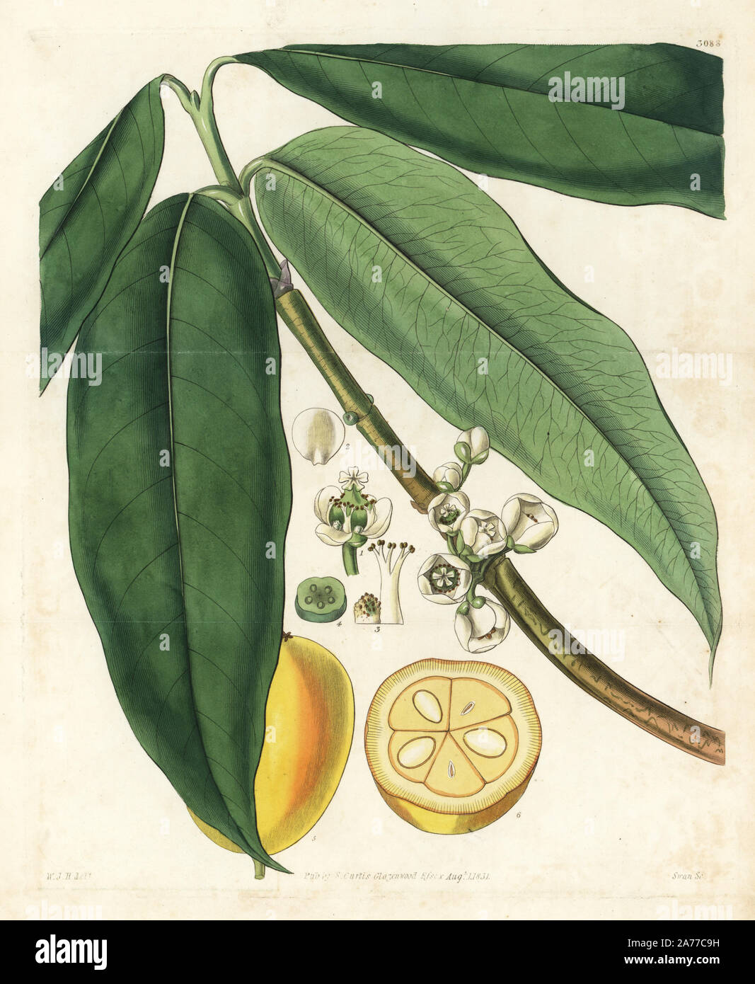 Mundu or rata, Garcinia dulcis (Sweet-fruited xanthochymus, Xanthochymus dulcis) tropical fruit, flower, leaf, fruit in section. Handcoloured copperplate engraving by Swan after an illustration by William Jackson Hooker from Samuel Curtis's 'Botanical Magazine,' London, 1831. Stock Photo