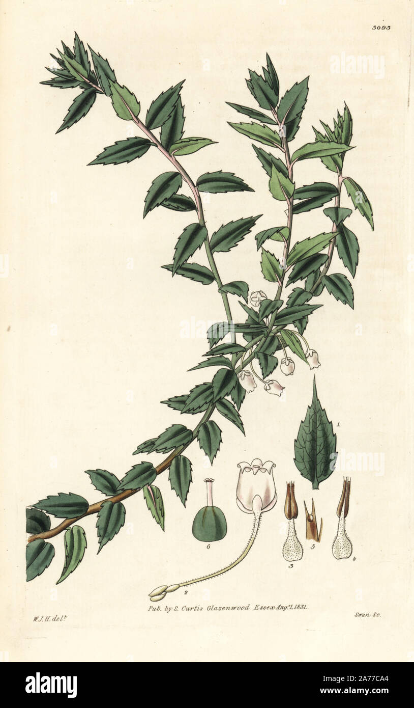Chaura, Gaultheria mucronata (Sharp pointed arbutus, Arbutus mucronata). Handcoloured copperplate engraving by Swan after an illustration by William Jackson Hooker from Samuel Curtis's 'Botanical Magazine,' London, 1831. Stock Photo