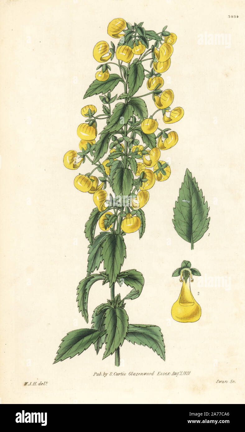 Narrow-leaved slipperwort, Calceolaria angustiflora. Handcoloured copperplate engraving by Swan after an illustration by William Jackson Hooker from Samuel Curtis's 'Botanical Magazine,' London, 1831. Stock Photo
