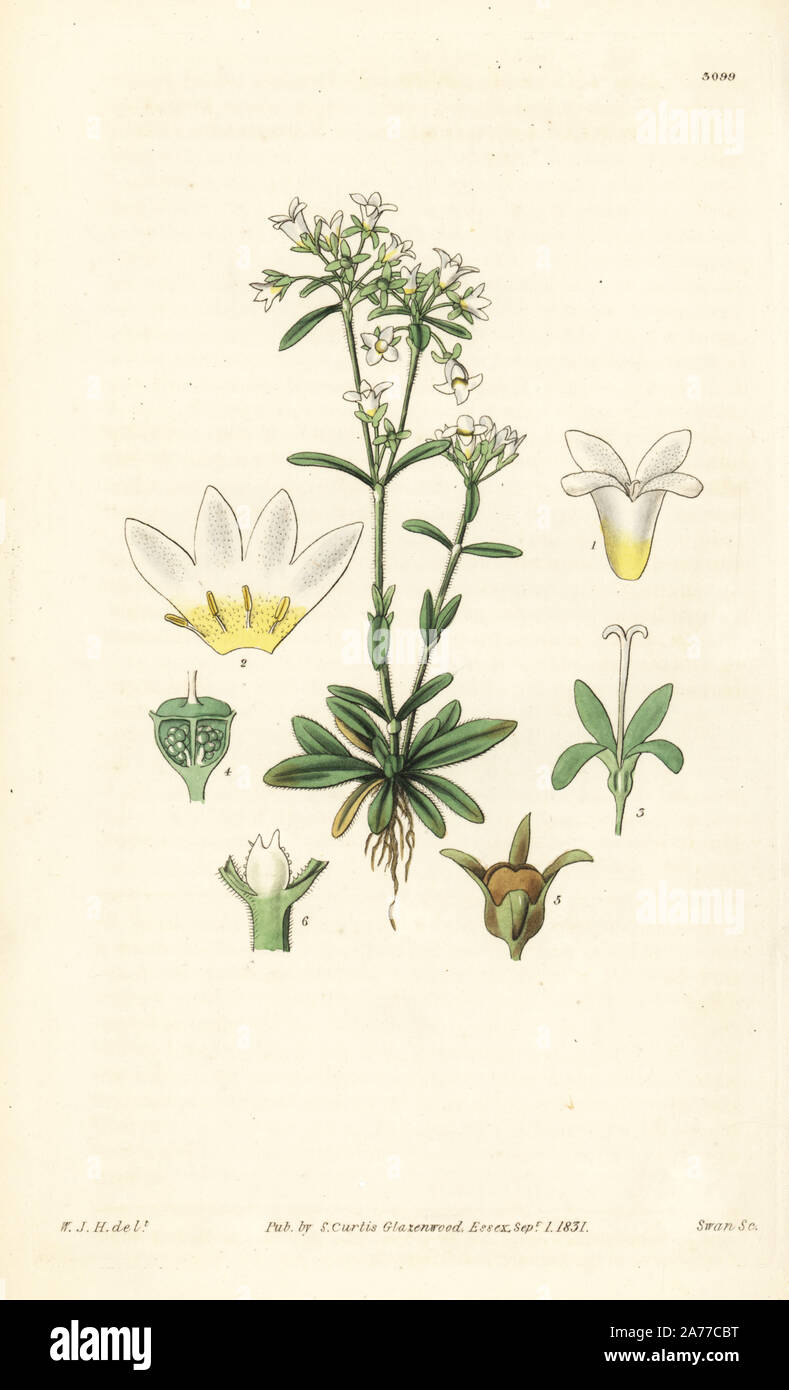 Long-leaved houstonia, Houstonia longifolia. Handcoloured copperplate engraving by Swan after an illustration by William Jackson Hooker from Samuel Curtis's 'Botanical Magazine,' London, 1831. Stock Photo