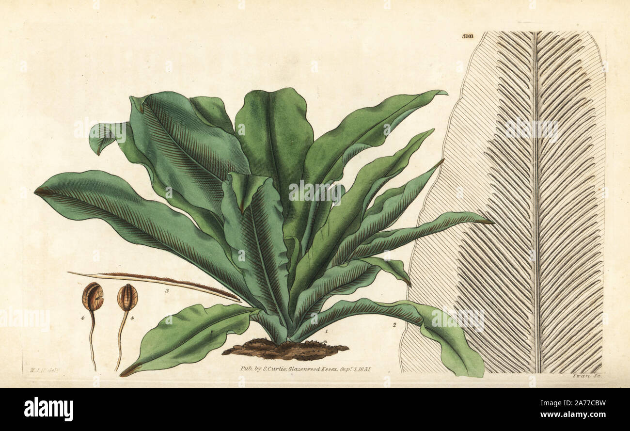 Bird's nest fern or spleenwort, Asplenium nidus. Handcoloured copperplate engraving by Swan after an illustration by William Jackson Hooker from Samuel Curtis's 'Botanical Magazine,' London, 1831. Stock Photo
