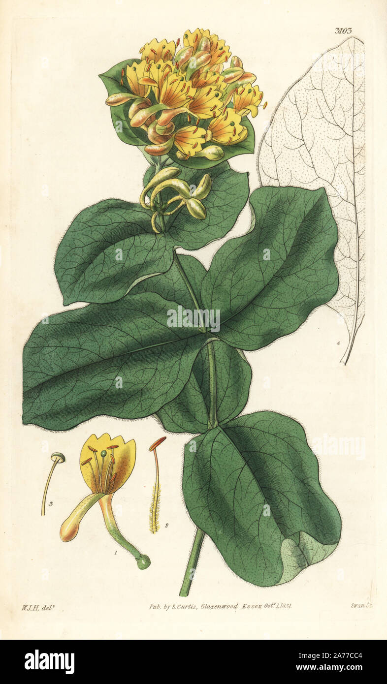 Hairy American woodbine, Lonicera hirsuta. Handcoloured copperplate engraving by Swan after an illustration by William Jackson Hooker from Samuel Curtis's 'Botanical Magazine,' London, 1831. Stock Photo