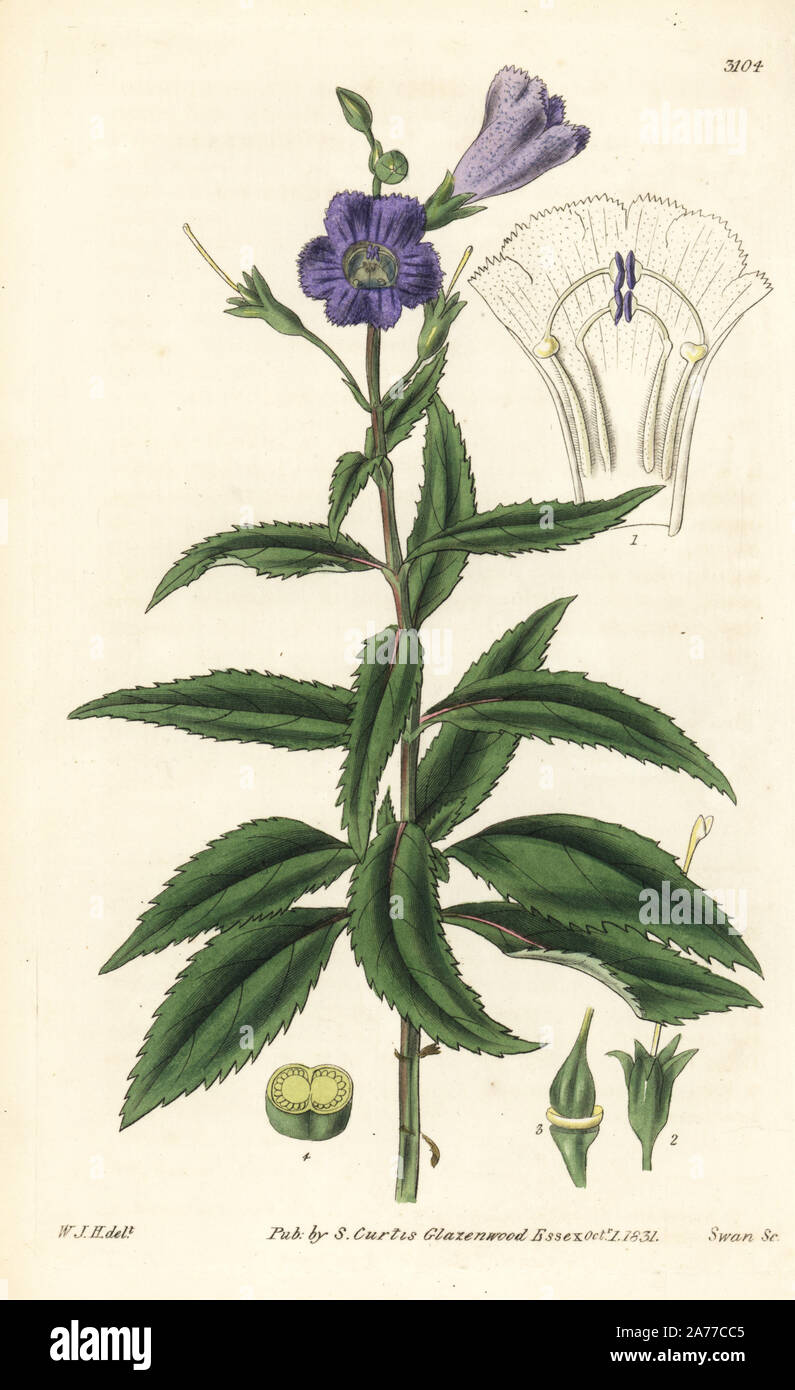 Malaysian false pimpernel, Lindernia crustacea (Rough torenia, Torenia scabra). Handcoloured copperplate engraving by Swan after an illustration by William Jackson Hooker from Samuel Curtis's 'Botanical Magazine,' London, 1831. Stock Photo