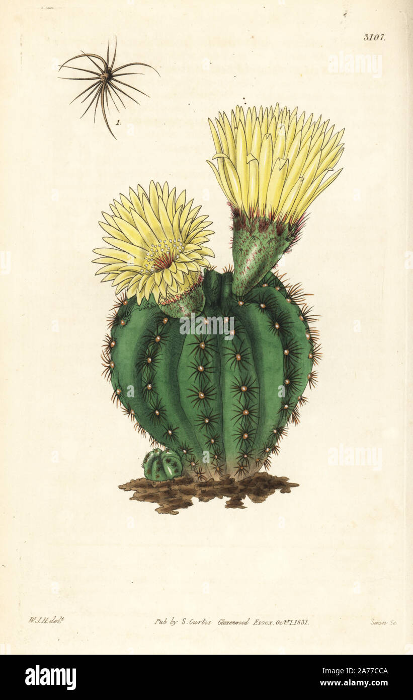 Mr. Otto's echinocactus, Echinocactus ottonis. Handcoloured copperplate engraving by Swan after an illustration by William Jackson Hooker from Samuel Curtis's 'Botanical Magazine,' London, 1831. Stock Photo