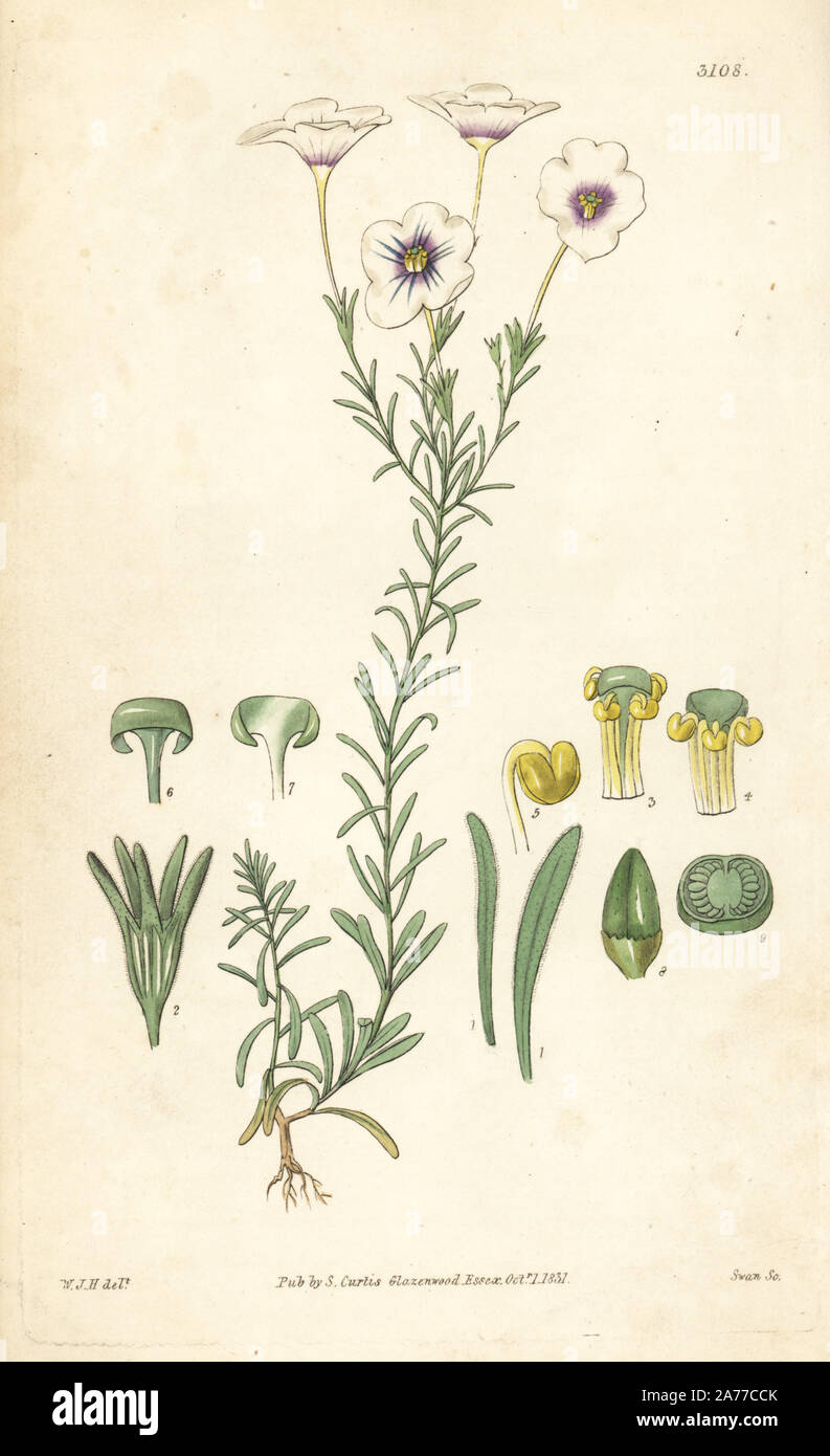 Slender nierembergia, Nierembergia gracilis. Handcoloured copperplate engraving by Swan after an illustration by William Jackson Hooker from Samuel Curtis's 'Botanical Magazine,' London, 1831. Stock Photo
