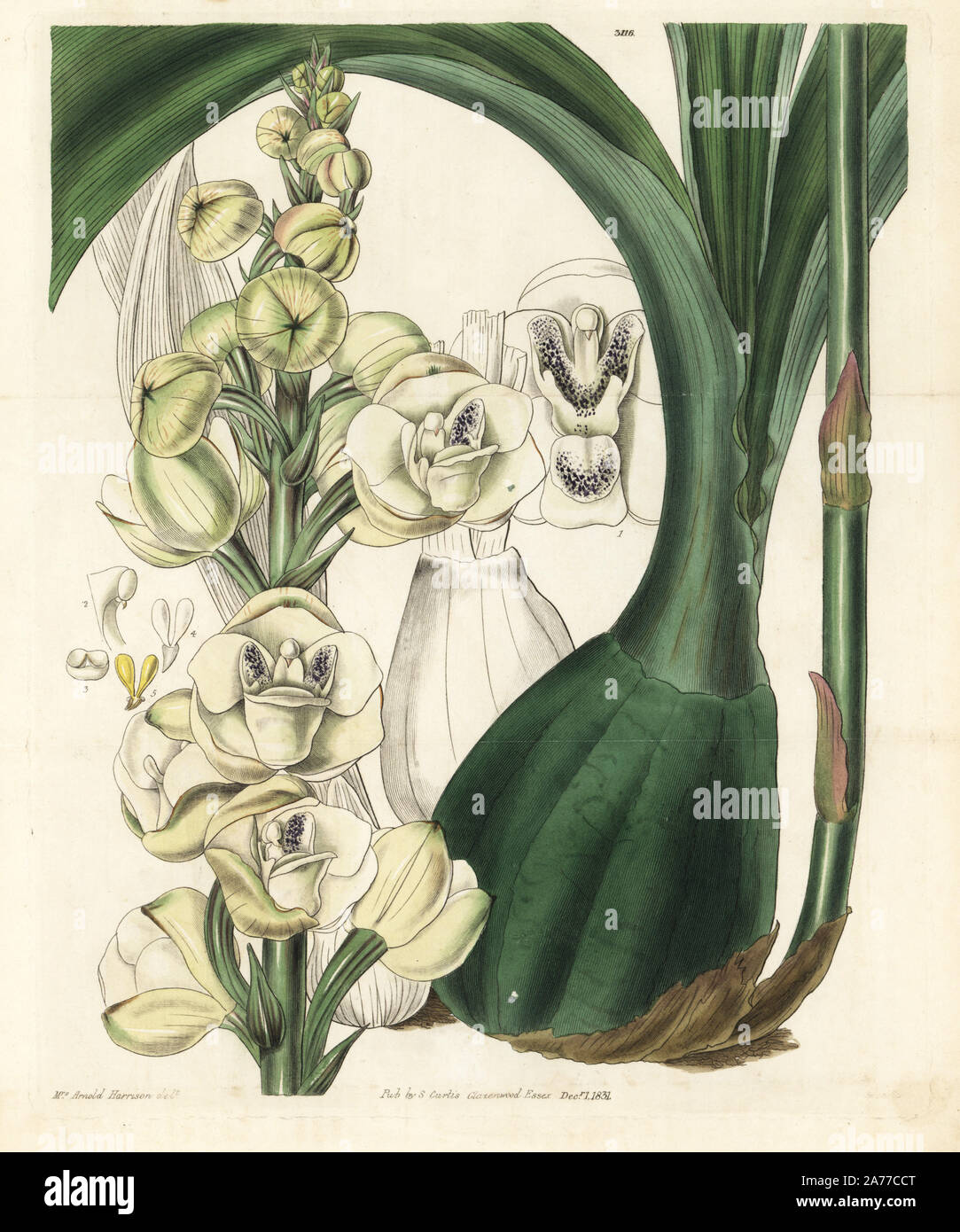 Dove orchid or lofty dove flower orchid, Peristeria elata. Handcoloured copperplate engraving by Swan after an illustration by Mrs. Arnold Harrison from Samuel Curtis's 'Botanical Magazine,' London, 1831. Stock Photo