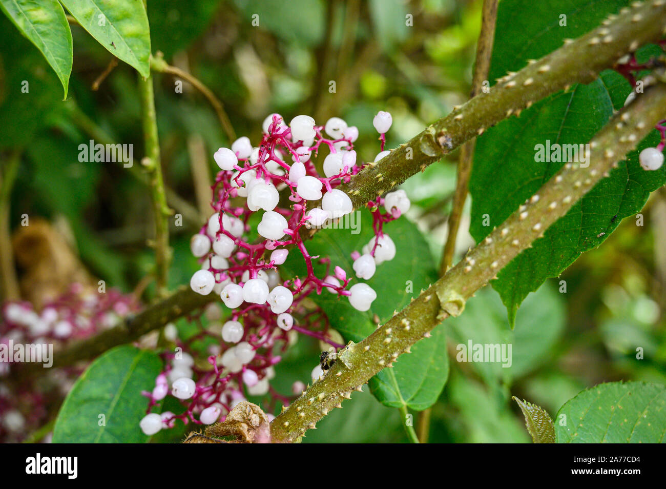 This plant with white berrylike fruit grows in the Amazon Basin of