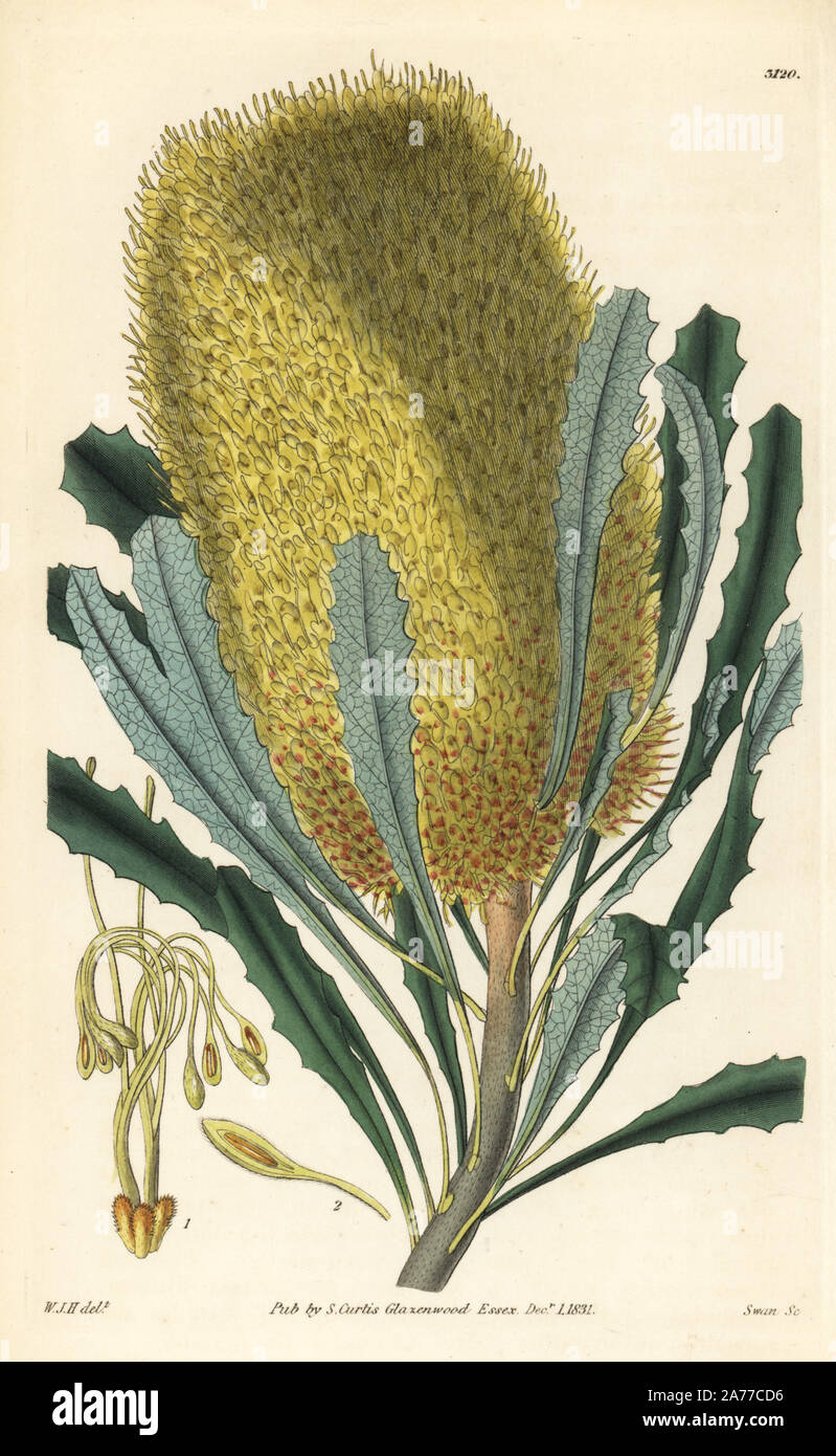 Saw banksia, Banksia serrata (Intermediate banksia, Banksia media). Handcoloured copperplate engraving by Swan after an illustration by William Jackson Hooker from Samuel Curtis's 'Botanical Magazine,' London, 1831. Stock Photo