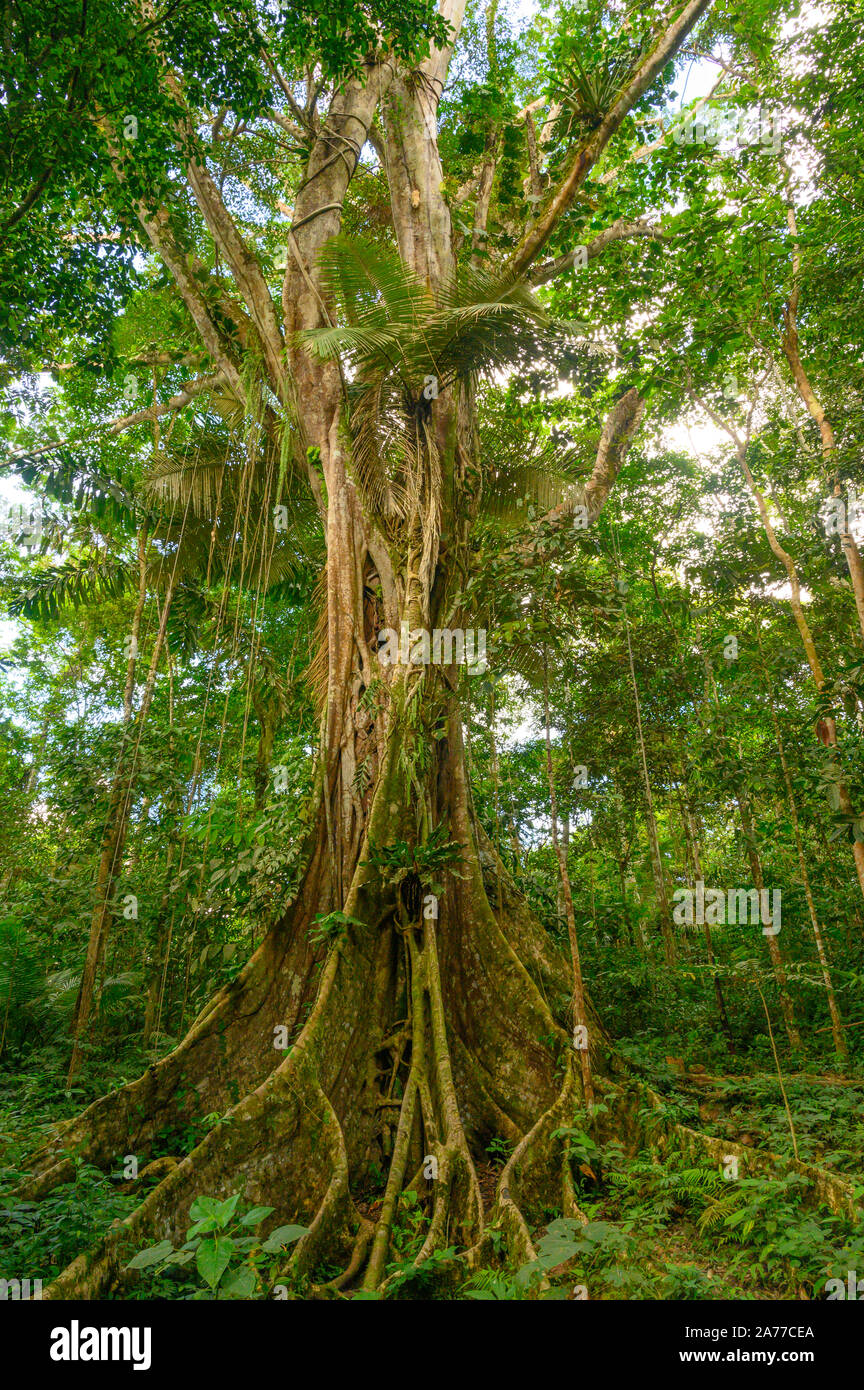 This tree in the Peruvian Amazon rainforest near Nauta in the Amazon River Basin dwarfs those around it. Stock Photo