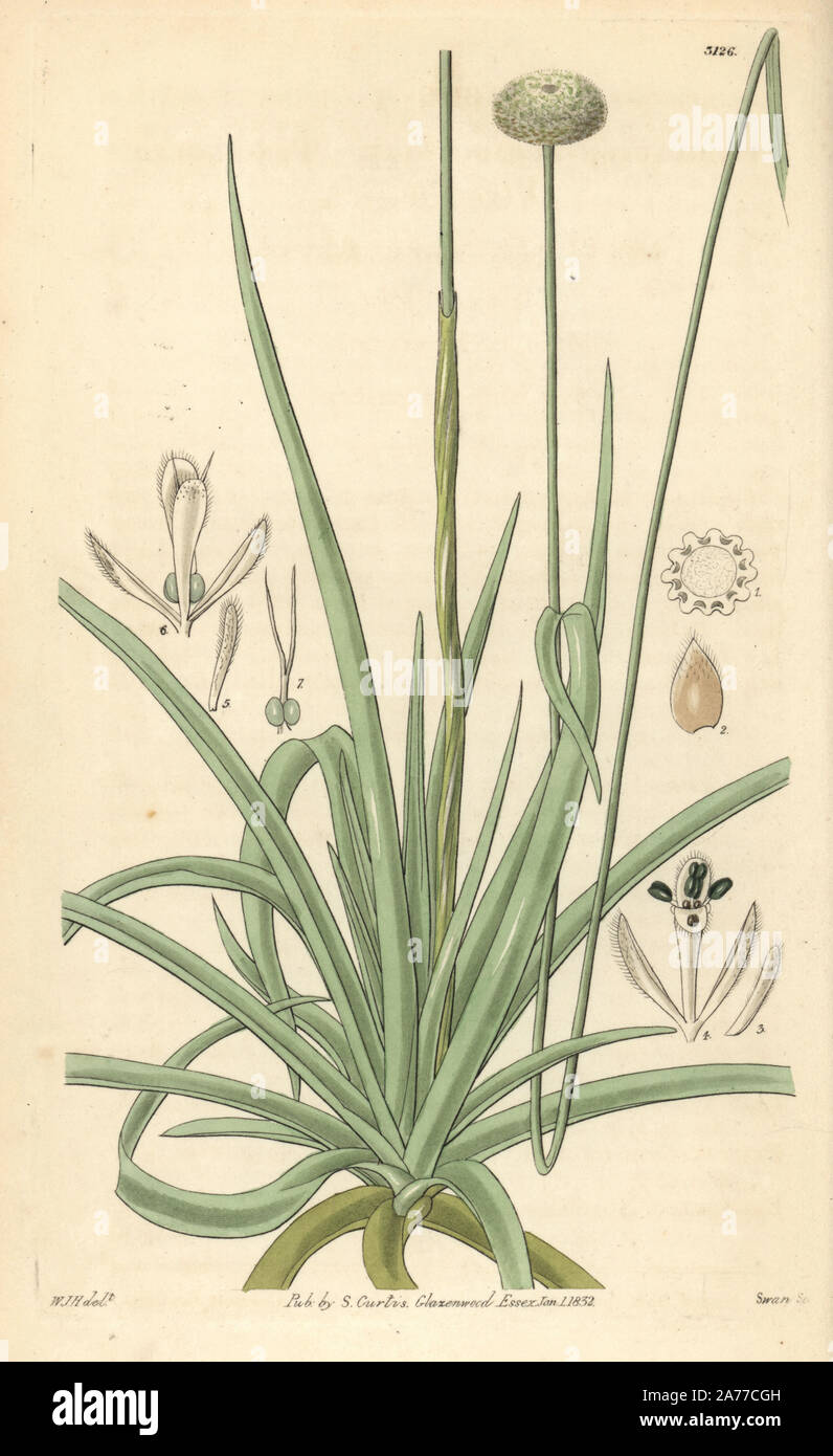 Ten-angled pipe-wort, Eriocaulon decangulare. Handcoloured copperplate engraving by Swan after an illustration by William Jackson Hooker from Samuel Curtis' 'Botanical Magazine,' London, 1832. Stock Photo