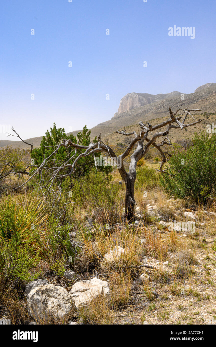 Guadalupe Mountains National Park in West Texas is one of the least visited parks in the National Park System. Stock Photo