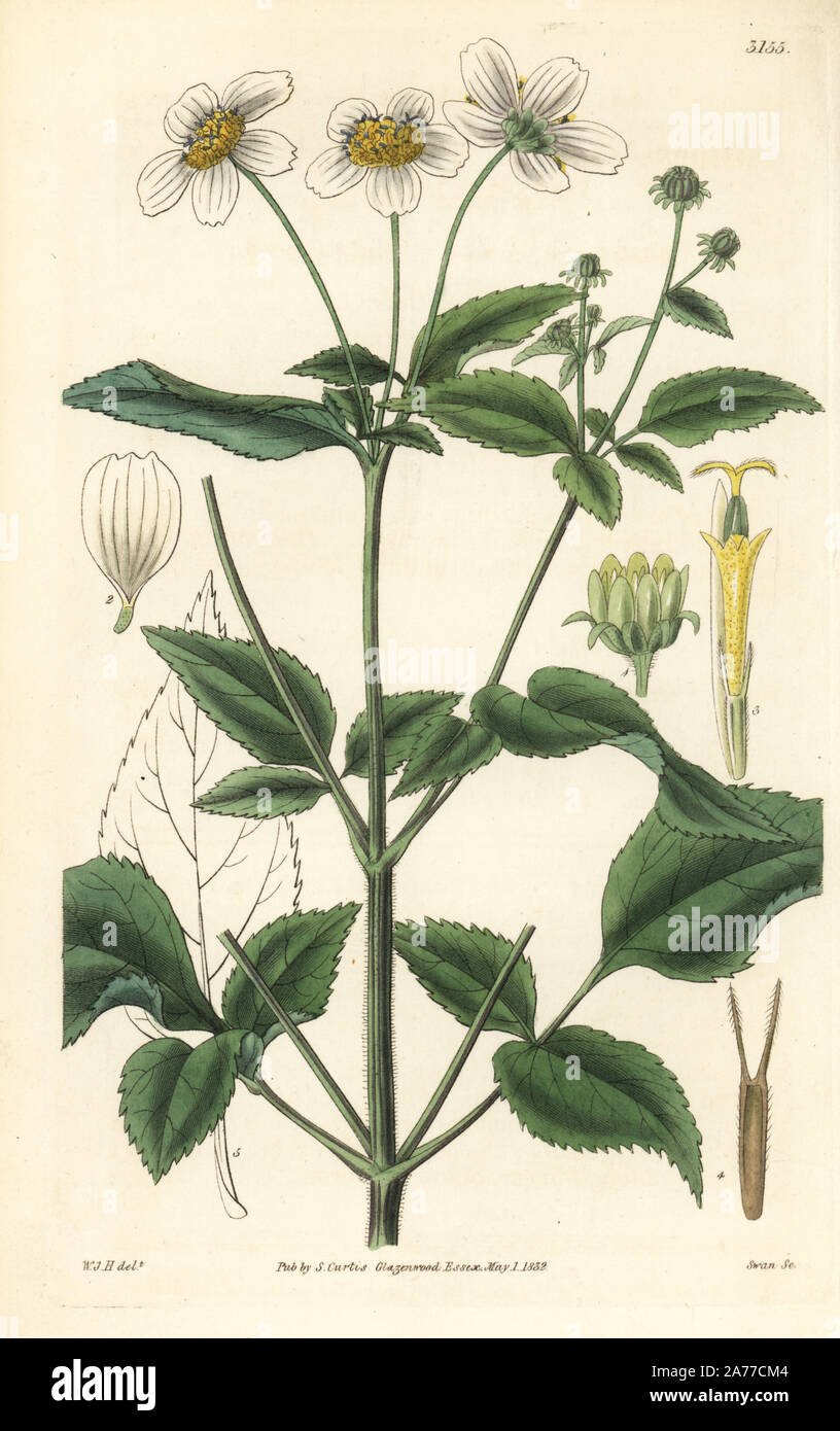 Beggar-ticks, Bidens pilosa (striated flowered bur-marigold, Bidens striata). Handcoloured copperplate engraving by Swan after an illustration by William Jackson Hooker from Samuel Curtis' 'Botanical Magazine,' London, 1832. Stock Photo