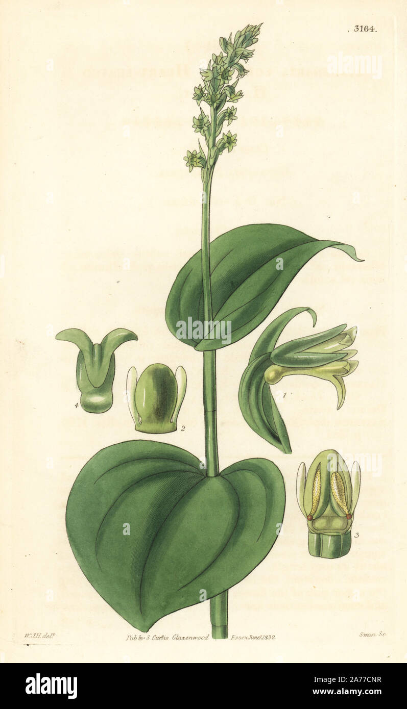 Gennaria diphylla orchid (heart-leaved habenaria, Habenaria cordata). Handcoloured copperplate engraving by Swan after an illustration by William Jackson Hooker from Samuel Curtis' 'Botanical Magazine,' London, 1832. Stock Photo