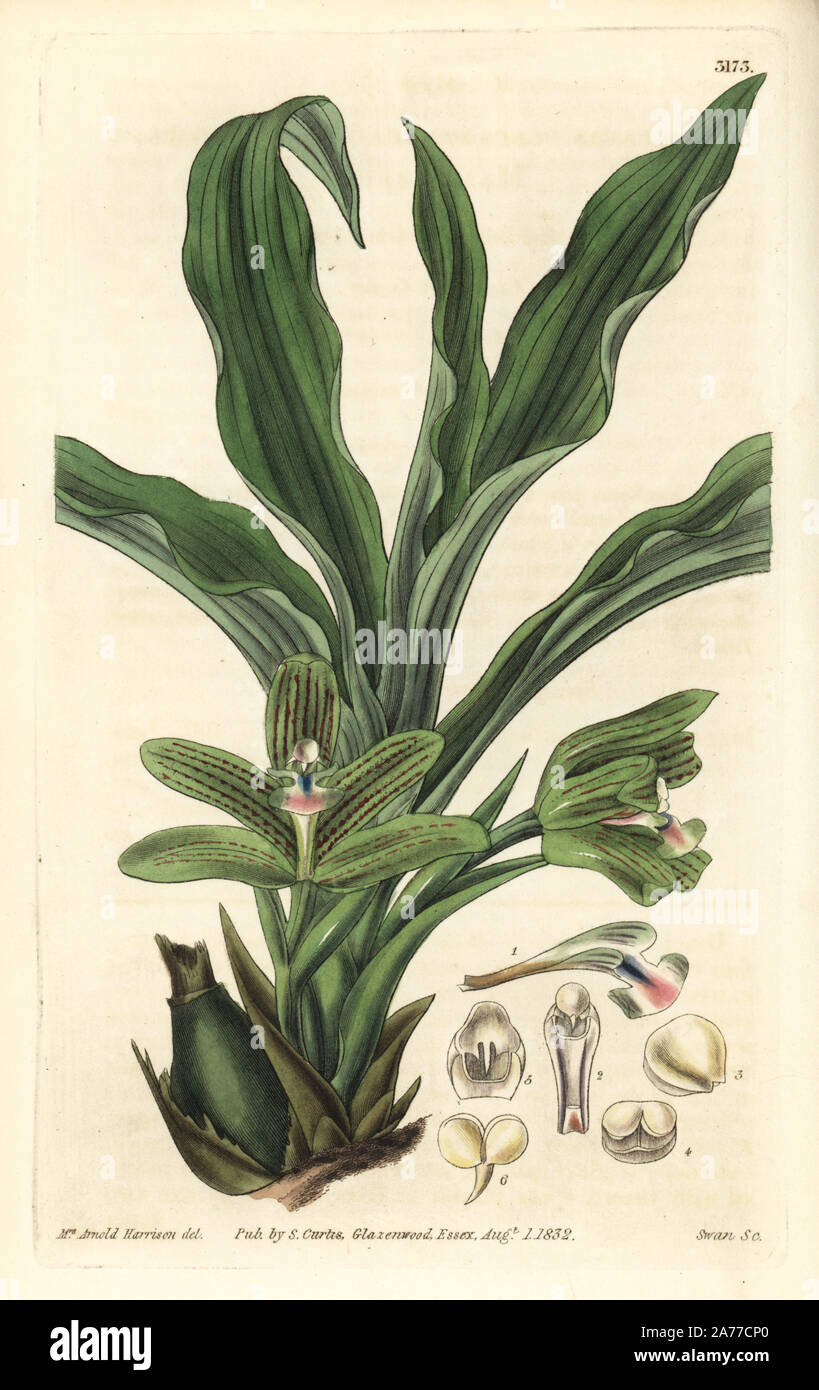 Pabstia placanthera orchid (flat-anthered maxillaria, Maxillaria placanthera). Handcoloured copperplate engraving by Swan after an illustration by Mrs. Arnold Harrison from Samuel Curtis' 'Botanical Magazine,' London, 1832. Stock Photo
