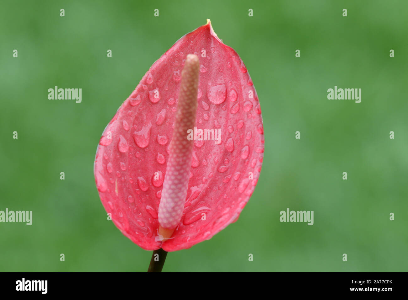 Close up of a beautiful Laceleaf or Anthurium flower with rain drops over a green background Stock Photo