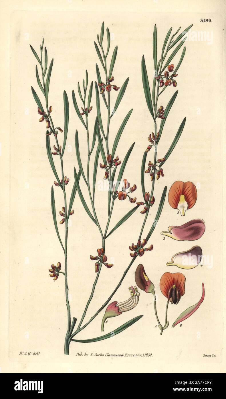 Narrow-leaf bitter-pea, Daviesia leptophylla (twiggy daviesia; Daviesia virgata). Handcoloured copperplate engraving by Swan after an illustration by William Jackson Hooker from Samuel Curtis' 'Botanical Magazine,' London, 1832. Stock Photo