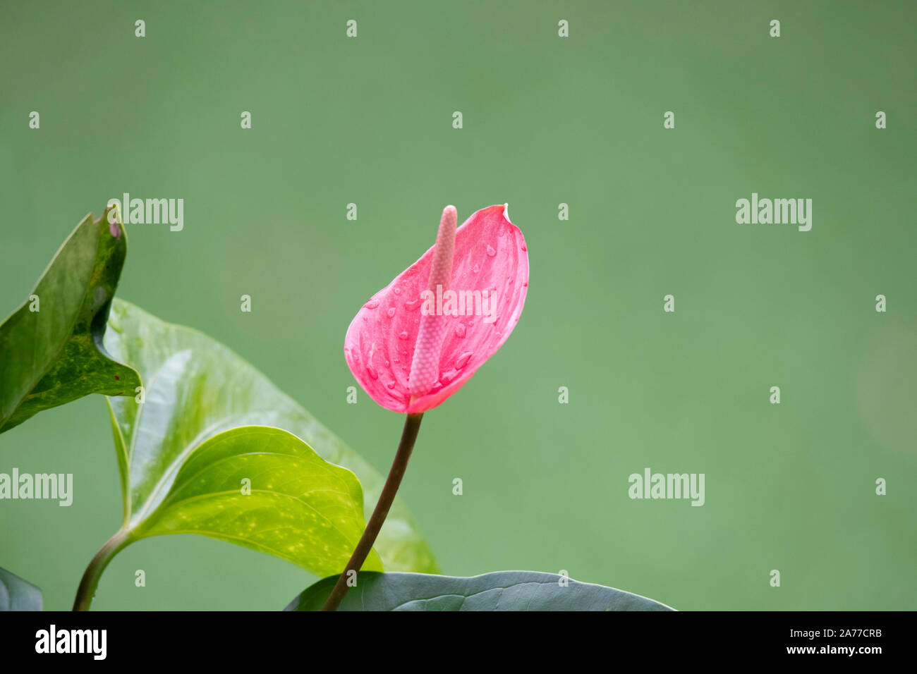 View of a beautiful Laceleaf or Anthurium flower with rain drops over a green background Stock Photo