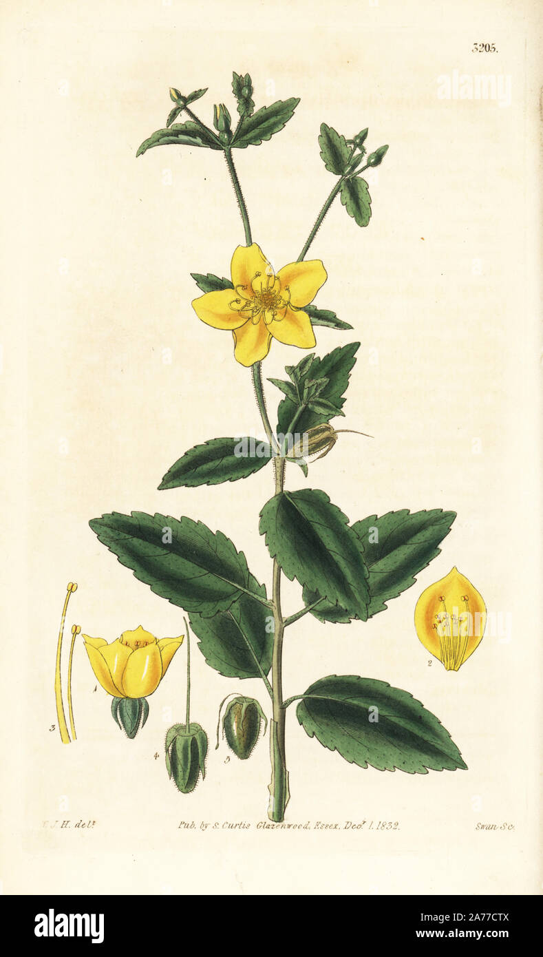 Blazingstar plant or hispid mentzelia, Mentzelia hispida. Handcoloured copperplate engraving by Swan after an illustration by William Jackson Hooker from Samuel Curtis' 'Botanical Magazine,' London, 1832. Stock Photo