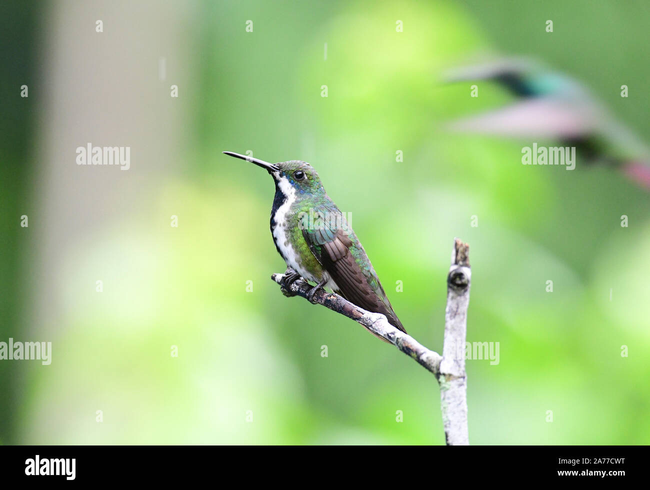 Beautiful Black-throated Mango (Anthracothorax nigricollis) female perched on a tree branch Stock Photo