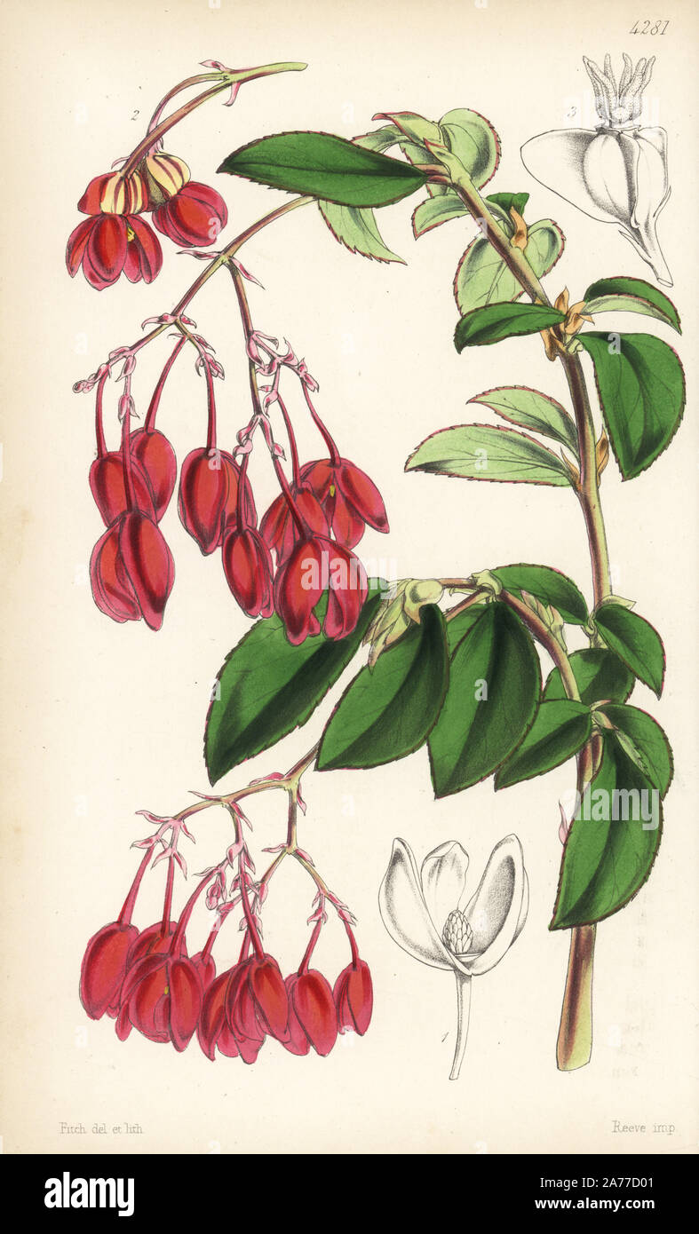 Fuchsia begonia or elephant's ear, Begonia fuchsioides. Handcoloured botanical illustration drawn and lithographed by Walter Fitch from Sir William Jackson Hooker's 'Curtis's Botanical Magazine,' London, 1847. Stock Photo