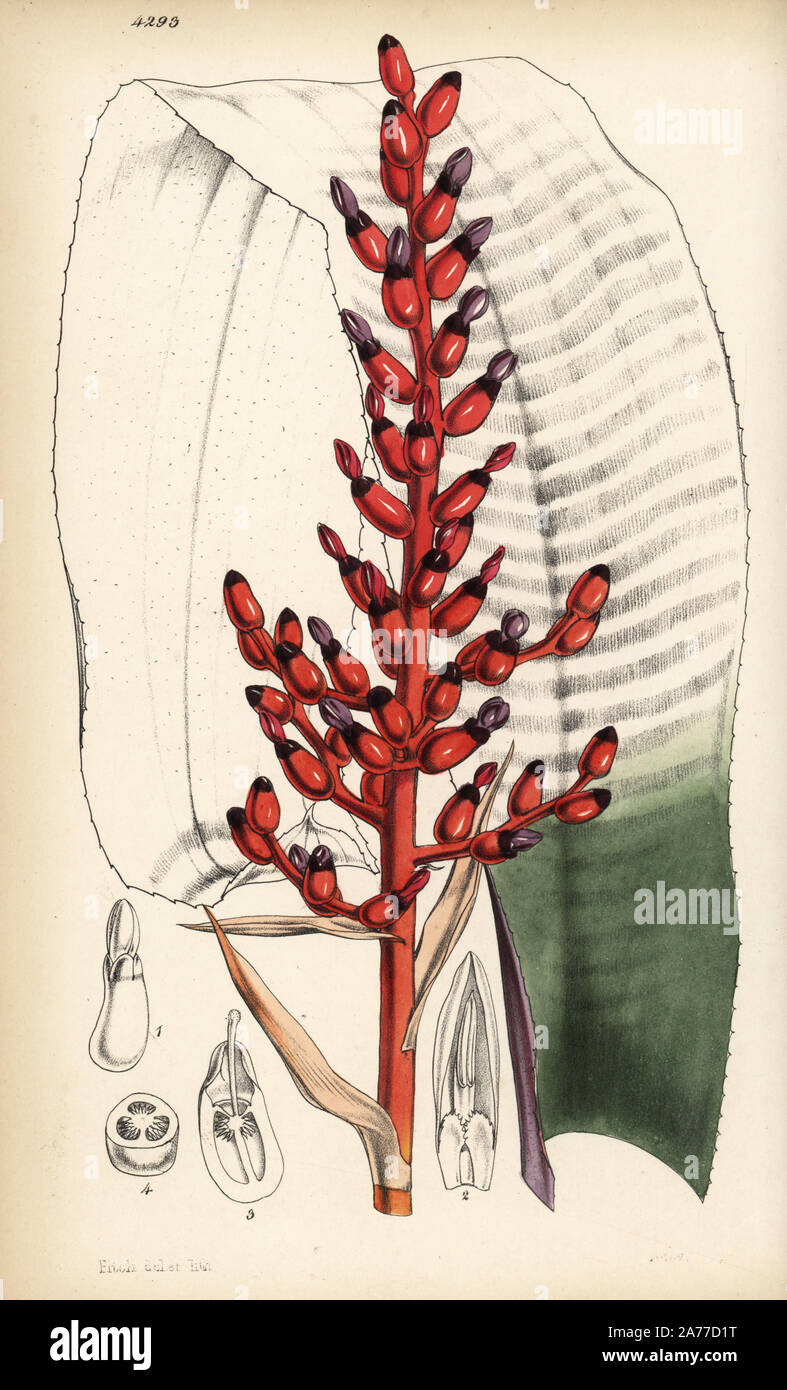 Crabs eye aechmea hires stock photography and images Alamy