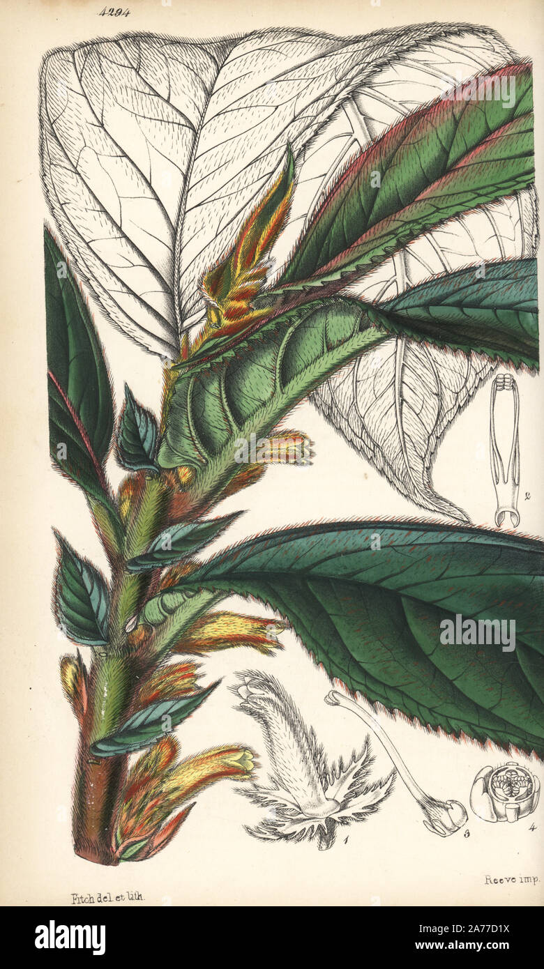 Flying goldfish plant, Columnea sanguinea (Golden columnea, Columnea aureo-nitens). Handcoloured botanical illustration drawn and lithographed by Walter Fitch from Sir William Jackson Hooker's 'Curtis's Botanical Magazine,' London, 1847. Stock Photo