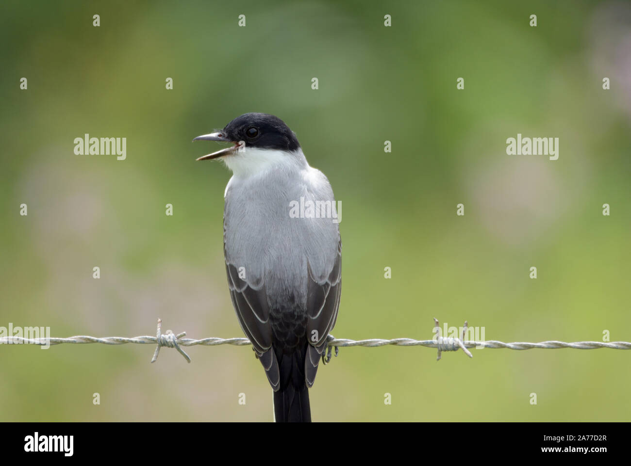Beautiful Fork-tailed Flycatcher (Tyrannus savana) perched on barbed wire line Stock Photo