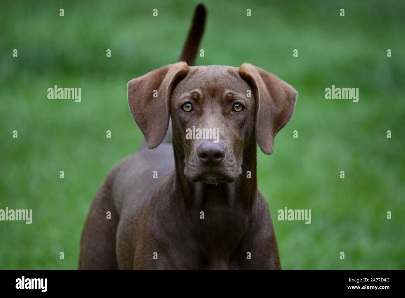 Weimaraner Labrador High Resolution Stock Photography And Images Alamy