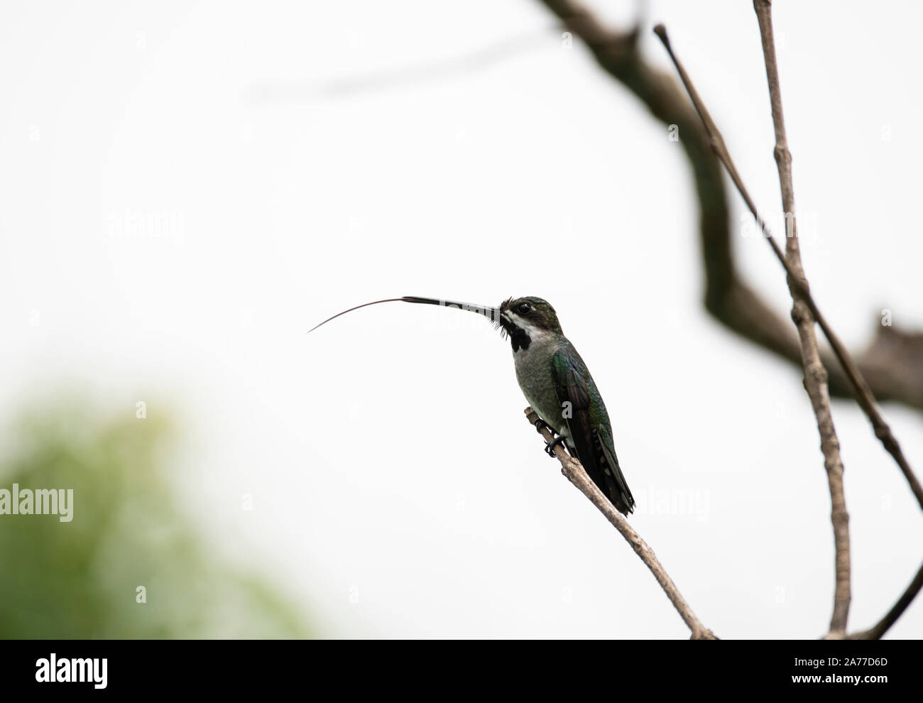 Long-billed Starthroat (Heliomaster longirostris) perched on a tree branch Stock Photo