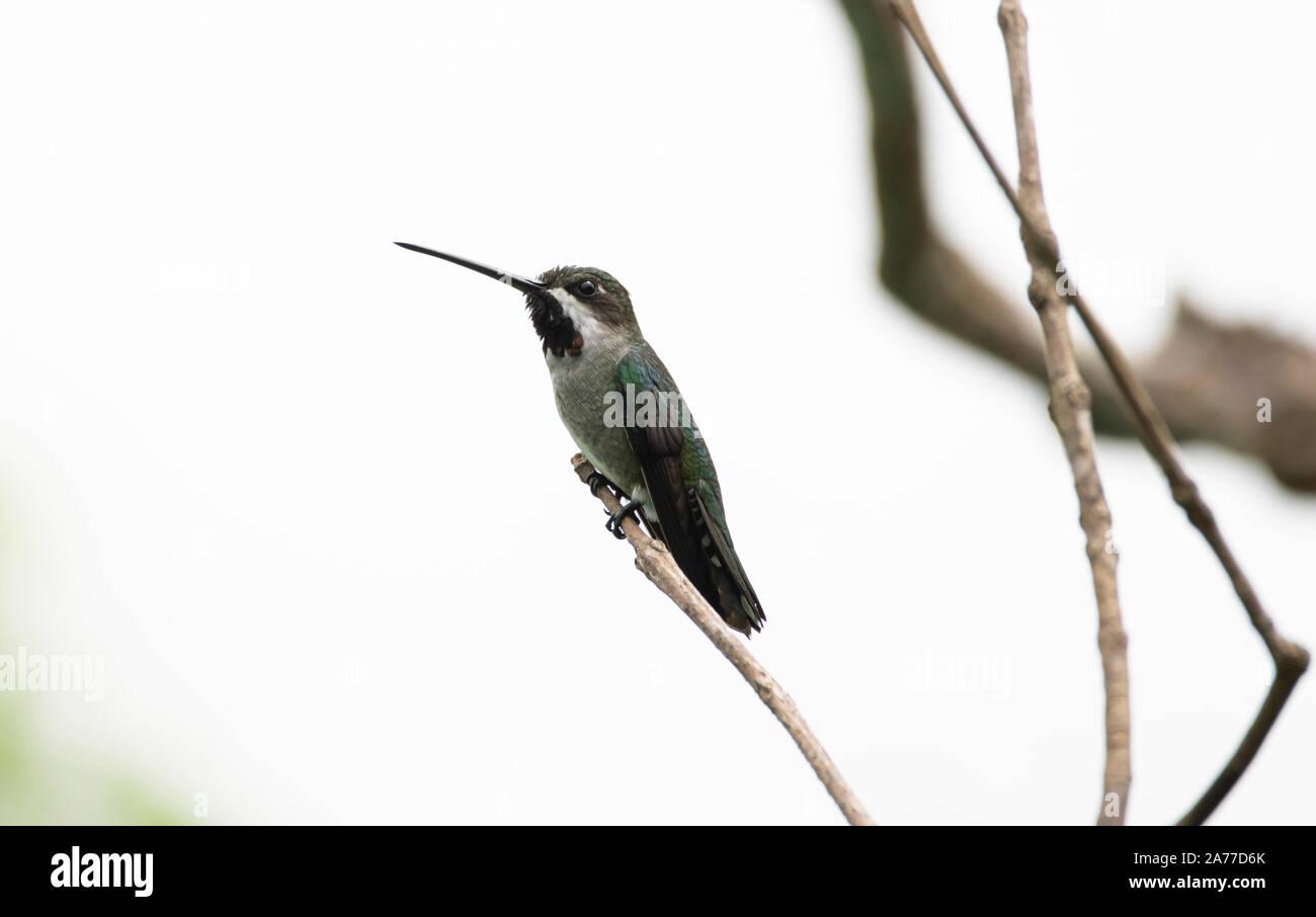 Long-billed Starthroat (Heliomaster longirostris) perched on a tree branch Stock Photo