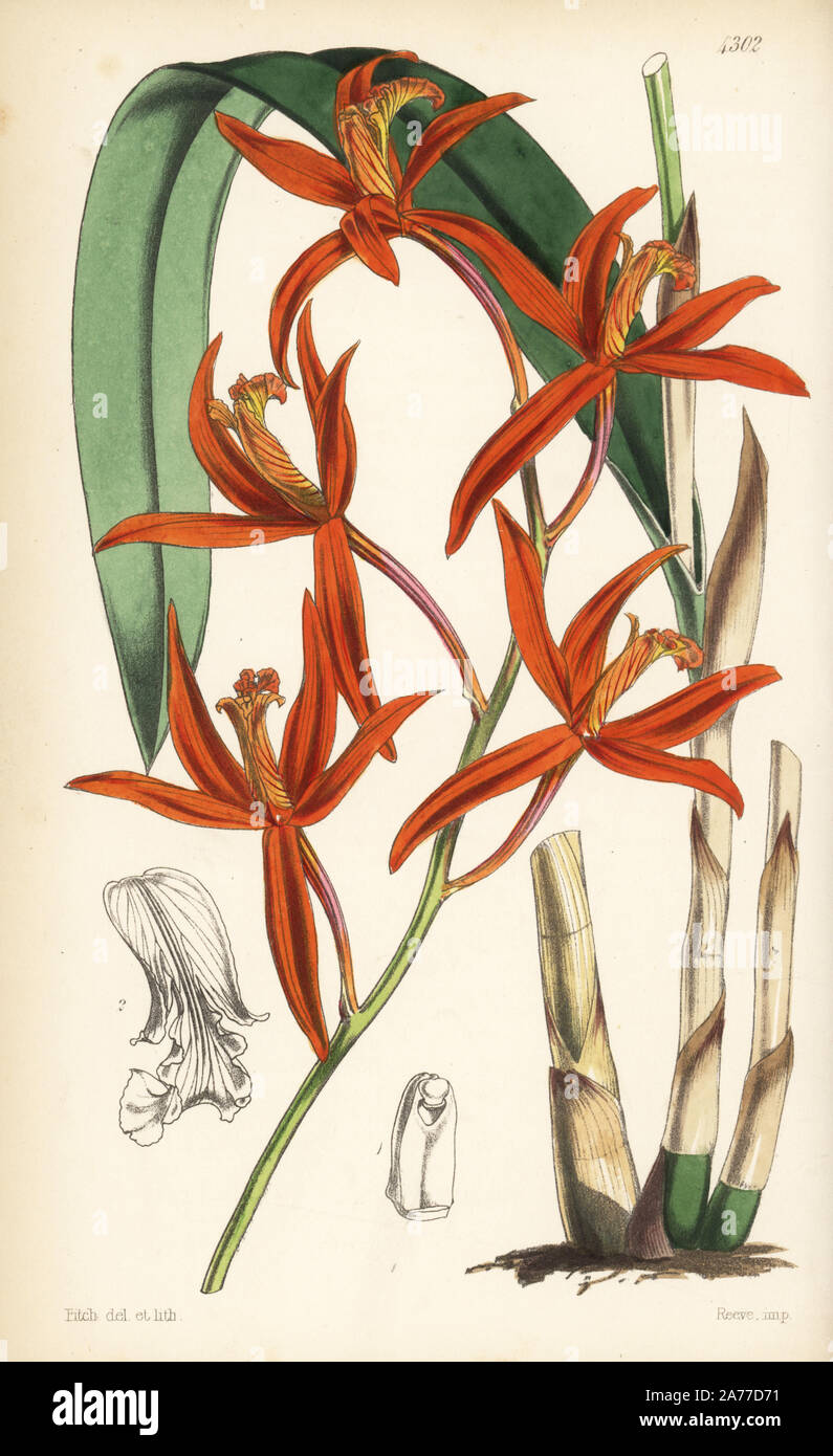 Cinnabar cattleya orchid, Cattleya cinnabarina (Cinnabar coloured laelia, Laelia cinnabarina). Handcoloured botanical illustration drawn and lithographed by Walter Fitch from Sir William Jackson Hooker's 'Curtis's Botanical Magazine,' London, 1847. Stock Photo