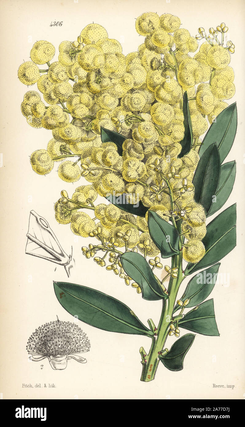Glowing wattle or celastrus-leaved acacia, Acacia celastrifolia, native to Australia. Handcoloured botanical illustration drawn and lithographed by Walter Fitch from Sir William Jackson Hooker's 'Curtis's Botanical Magazine,' London, 1847. Stock Photo
