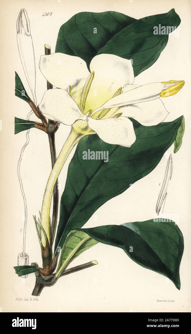 Rothmannia whitfieldii (Clapper-bearing gardenia, Gardenia malleifera). Handcoloured botanical illustration drawn and lithographed by Walter Fitch from Sir William Jackson Hooker's "Curtis's Botanical Magazine," London, 1847. Stock Photo