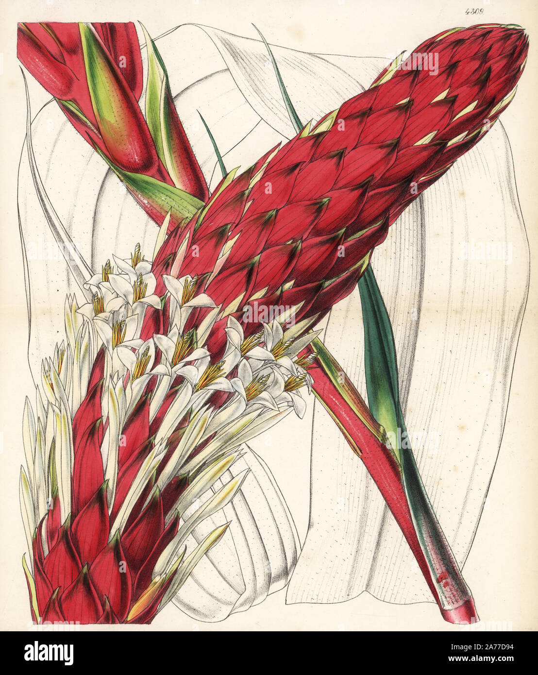 Pitcairnia altensteinii (Altenstein's puya, gigantic variety, Puya altensteinii), native to Venezuela. Handcoloured botanical illustration drawn and lithographed by Walter Fitch from Sir William Jackson Hooker's 'Curtis's Botanical Magazine,' London, 1847. Stock Photo